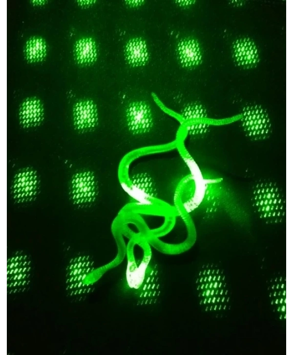 Şaka Yılan Ve Kırkayak Karışık 36 Adet