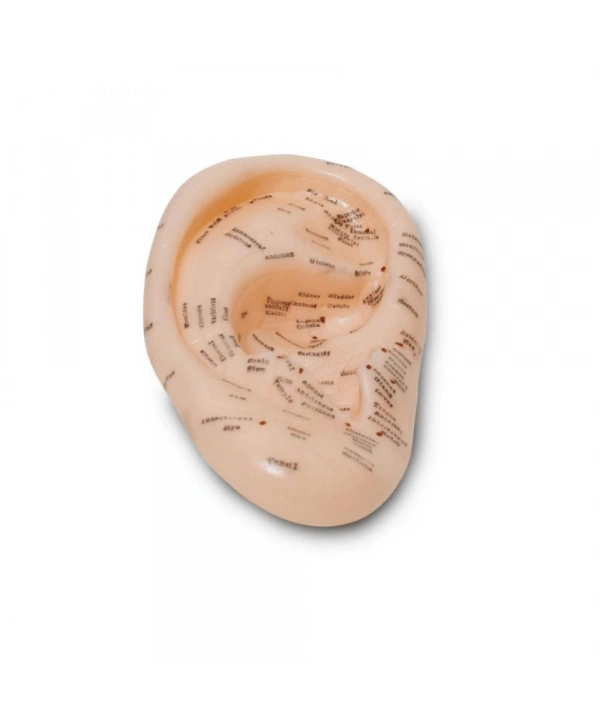 Akupunktur Kulak Modeli