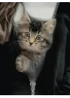 Kadın Uzun Kollu Bisiklet Yaka Kedi Baskılı şardonlu Dalgıç Bluz