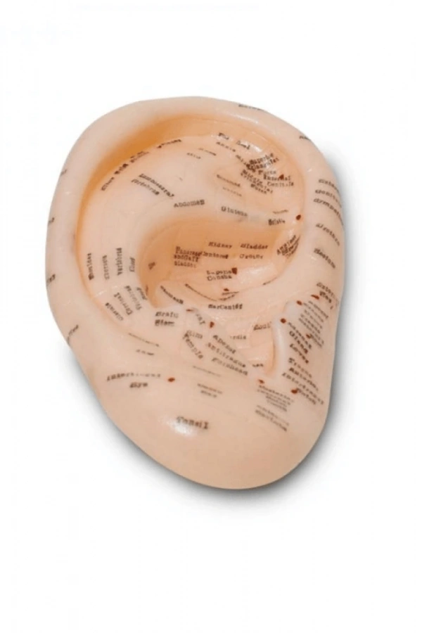 Akupunktur Kulak Modeli