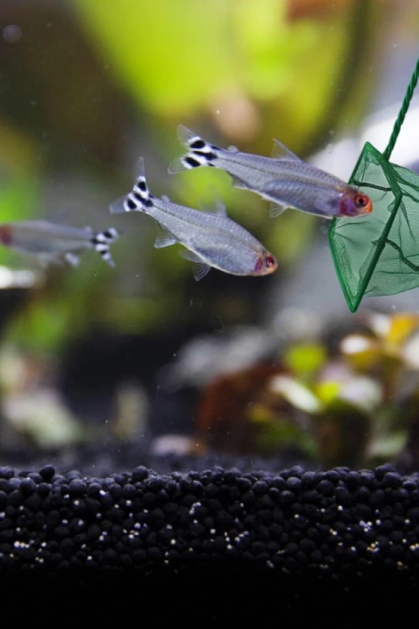 Akvaryum Balık Kepçesi 10 CM