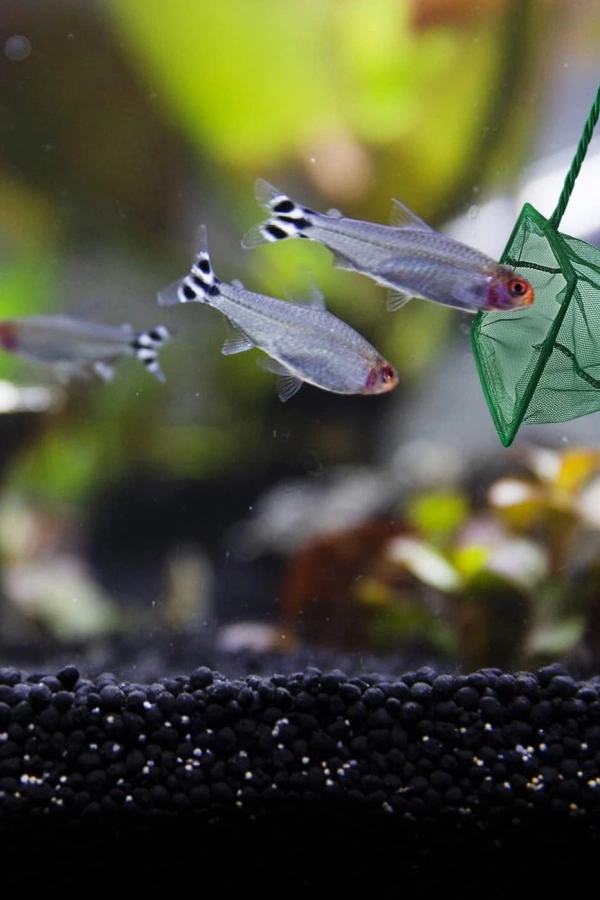 Akvaryum Balık Kepçesi 12 cm.