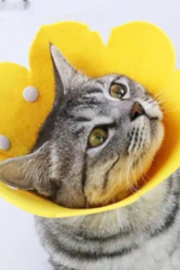 Evcil Hayvan M Boy Keçe Elizabeth Yakalığı