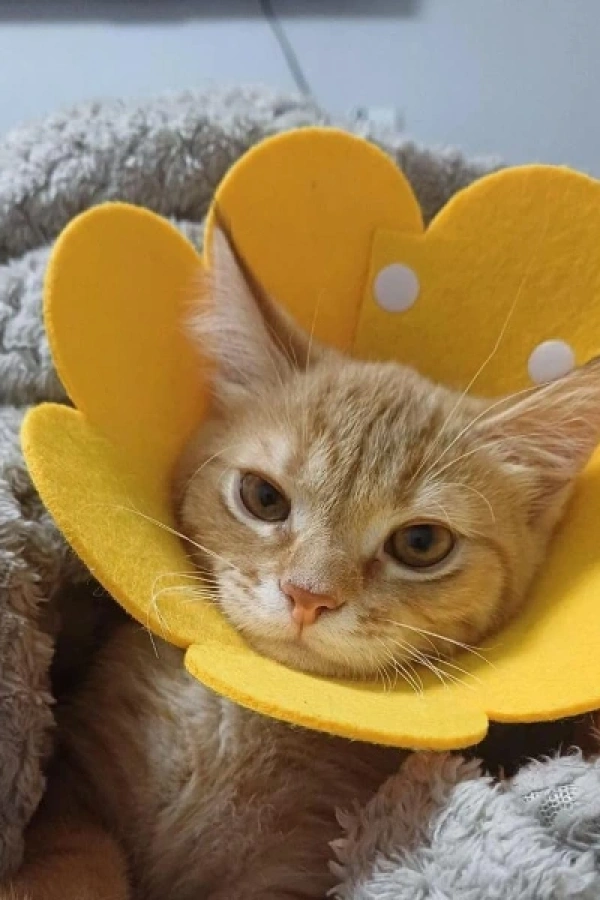 Evcil Hayvan XL Boy Keçe Elizabeth Yakalığı