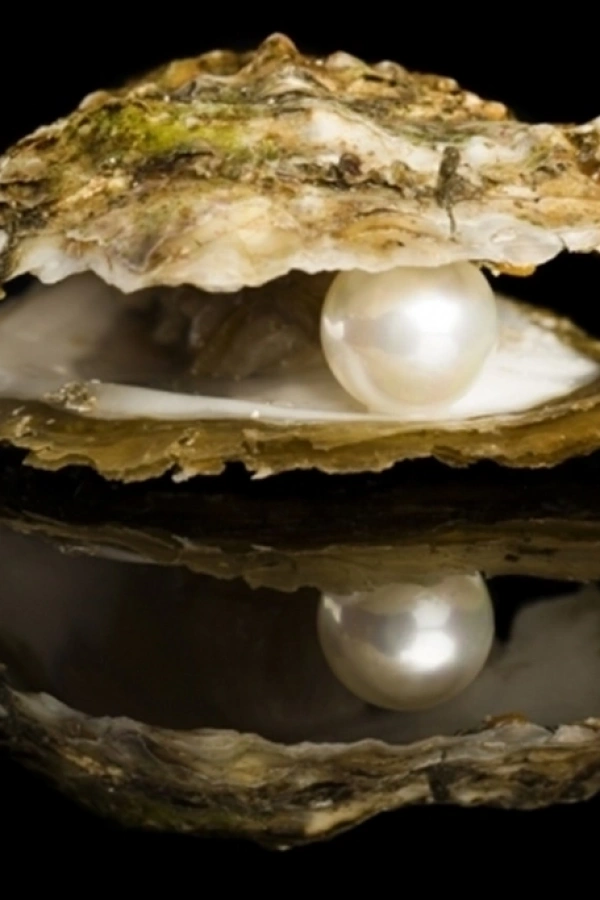 İstiridye Kabuğunda Gerçek İnci Kolye