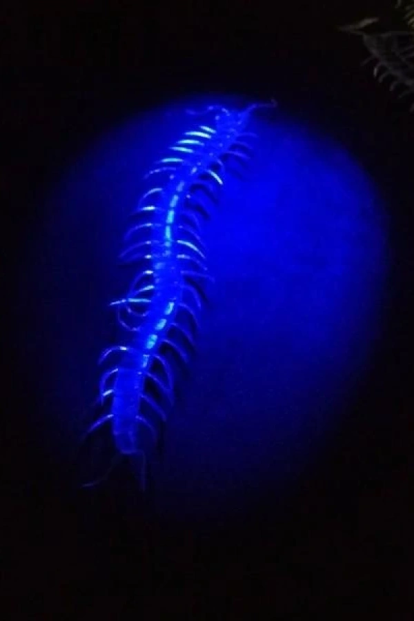 Karanlıkta Parlayan Fosforlu Kırkayak