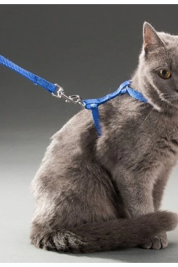 Kedi Boyun ve Göğüs Tasması