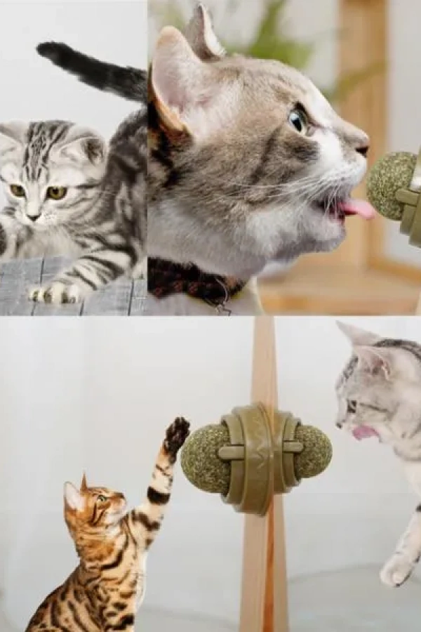 Kedi Nanesi Oyun Topu