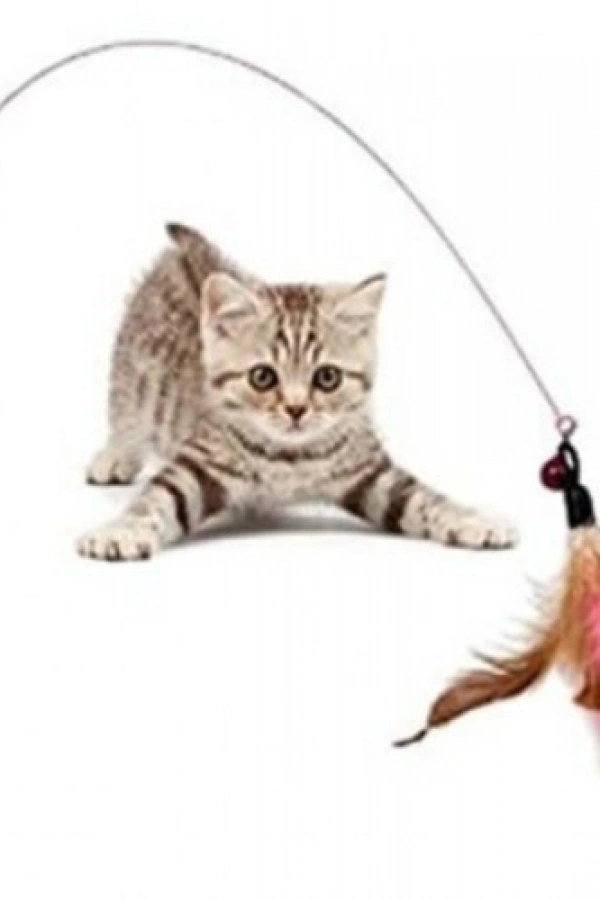 Kedi Oyun Oltası