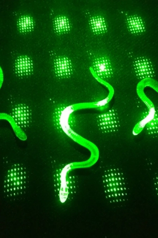 Şaka Yılan ve Kırkayak Karışık 36 Adet