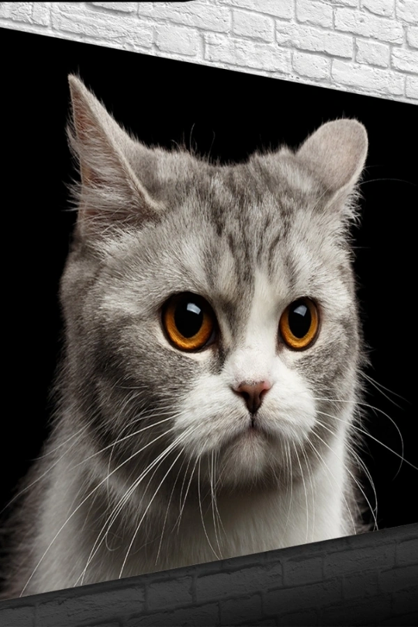 Şirin Gri Kedi Kanvas Tablo 50 x 70