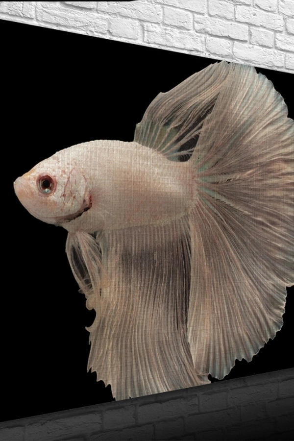 Siyam Balığı Kanvas Tablo 50 x 70