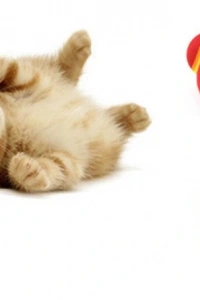 2 ADET GÖKKUŞAĞI RENKLI KEDI KÖPEK OYUN TOPU