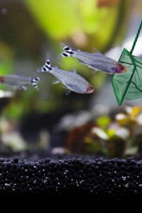 Akvaryum Balık Kepçesi 10 CM