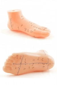 Ayak Akupunktur bölgesi Maketi