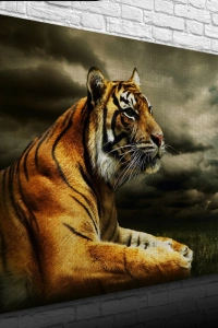 Çimenlerde Uzanan Kaplan Kanvas Tablo 50 x 70