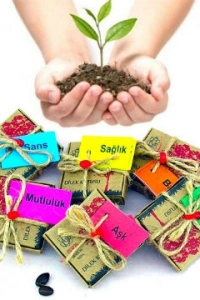 Dilek Tohumları - Para