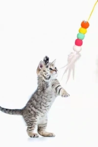 Elastik Yapışkanlı Kedi Oyun Oltası
