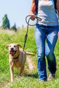 Evcil Hayvan Fitil Gezdirme Tasması 10 mm x 120 cm