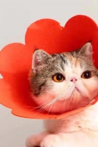 Evcil Hayvan L Boy Keçe Elizabeth Yakalığı