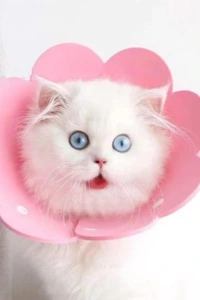 Evcil Hayvan L Boy Keçe Elizabeth Yakalığı