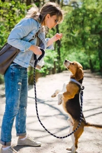 Evcil Hayvan Reflektörlü Fitil Gezdirme Tasması 8 mm x 120 cm