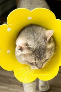 Evcil Hayvan XL Boy Keçe Elizabeth Yakalığı