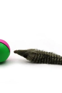 Hareketli Rakun Kedi Köpek Oyuncak