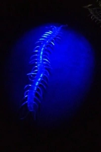 Karanlıkta Parlayan Fosforlu Kırkayak