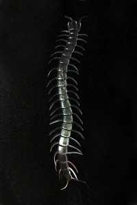 Karanlıkta Parlayan Fosforlu Kırkayak