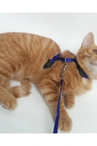 Kedi Boyun ve Göğüs Tasması