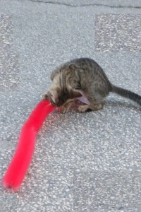 Kedi Tırmalama Fırçası - Kedi Oyuncağı