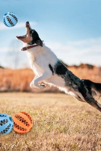 Mama Hazneli Köpek Eğitim Ve Oyun Topu