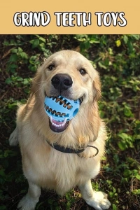 Mama Hazneli Köpek Eğitim Ve Oyun Topu
