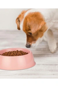 Mikopet Küçük Yuvarlak Mama Kabı