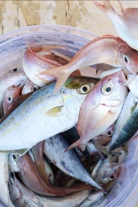 Misina İpi 300 Metre