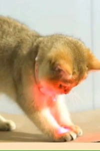 Otomatik Lazer Oyun Tasması