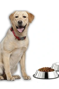 Paslanmaz Çelik Metal Mama Kabı 34 cm.