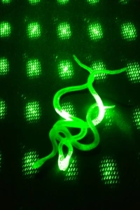 Şaka Yılan ve Kırkayak Karışık 36 Adet