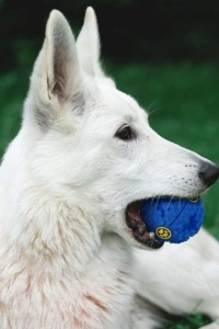 SESLI MAMA OYUN TOPU