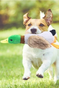 Sesli Ördek Şekilli Peluş Köpek Oyuncağı