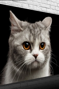 Şirin Gri Kedi Kanvas Tablo 50 x 70