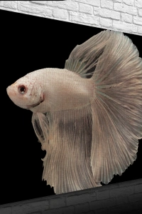 Siyam Balığı Kanvas Tablo 50 x 70