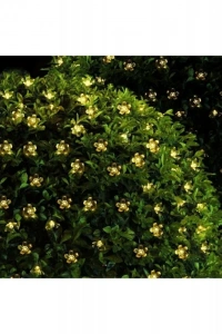 Solar Çiçekli Dekoratif 30 Led Bahçe Lambası