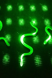 Yılan Kırkayak Şaka Oyuncağı 36 Adet