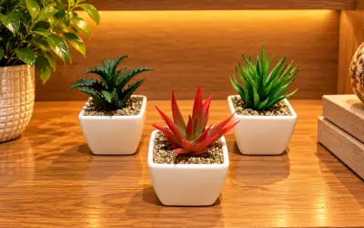 Mini Sukulent  Üçlü Set