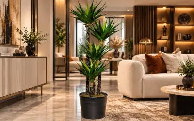 Yucca Ağacı Dört Köklü