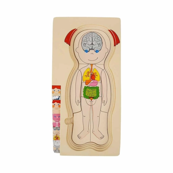 Nessiworld 2917 SUN-Tahta Puzzle İnsan Vücudu