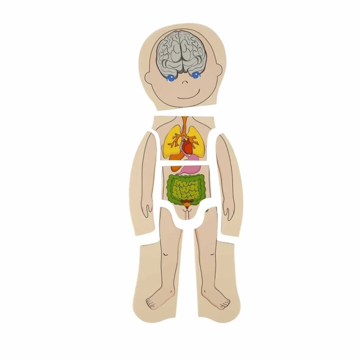 Nessiworld  Woody Oyna Öğren Katmanlı İnsan Vücudu Ahşap Puzzle 4 x 7 Parça