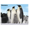 NessiWorld Prime 3D - Penguen Pelüş ve Selfie 48 Parça Puzzle 15809